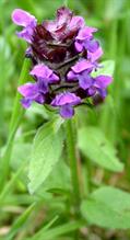 Prunella vulgaris